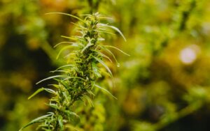 a close up of a plant with lots of leaves.