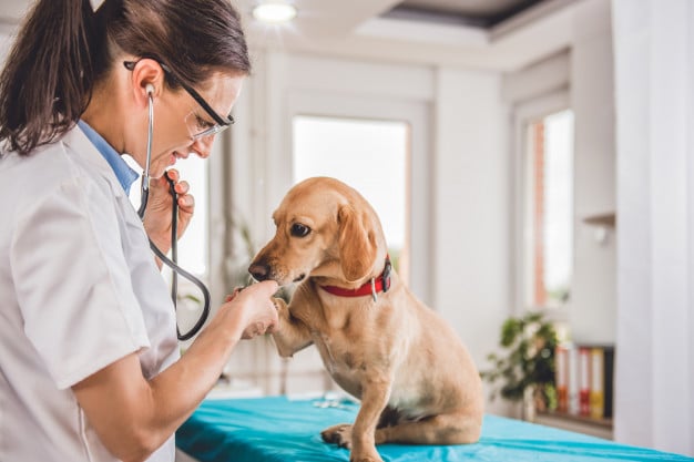 a dog being examined by a vet in a room.